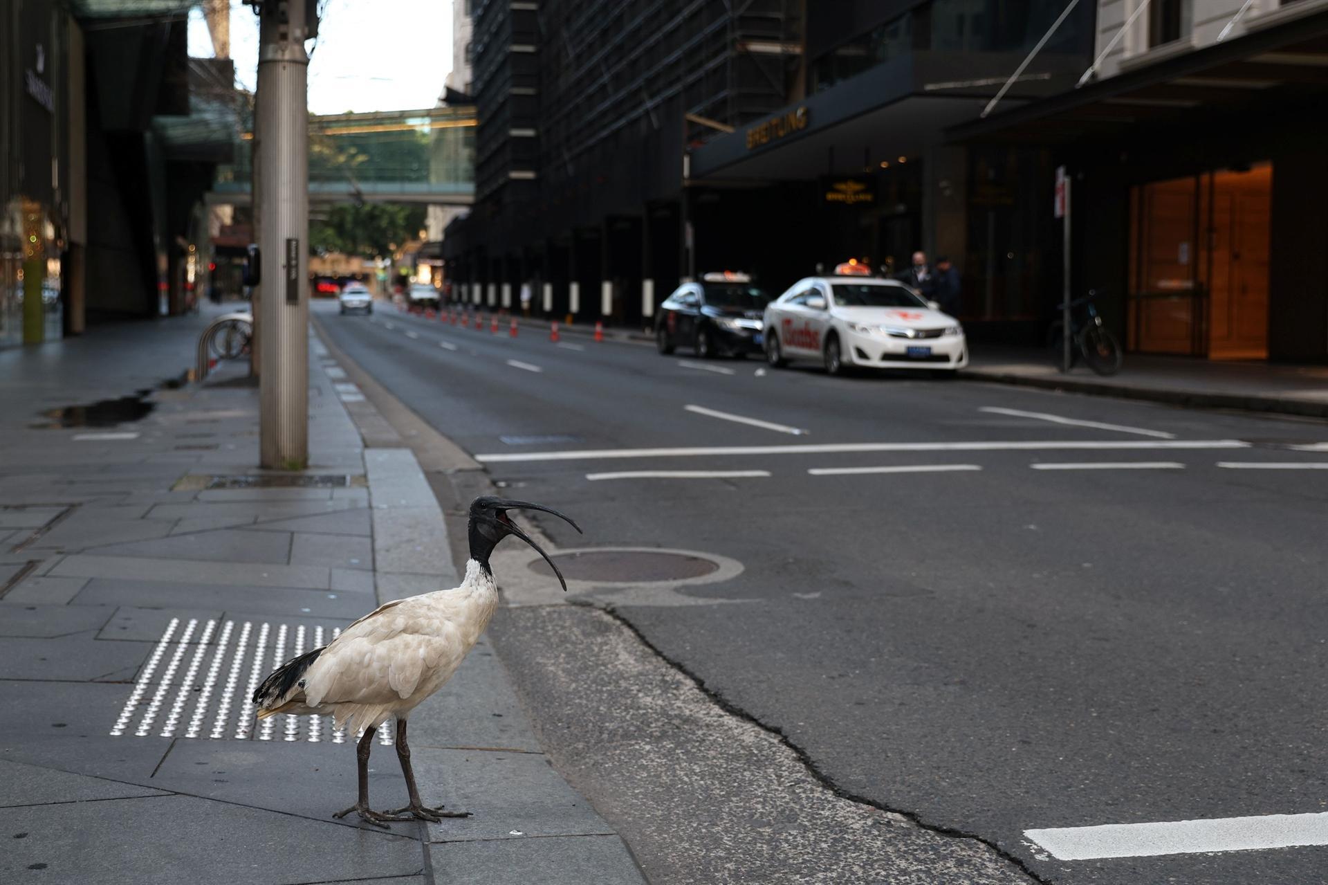 Sydney hits new COVID case record as outbreak spreads