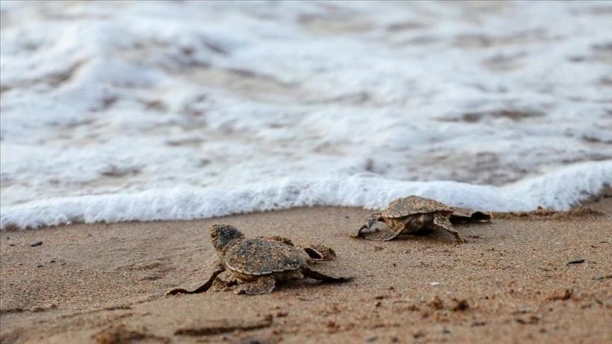 Caretta caretta hatchlings reach sea in Northern Cyprus