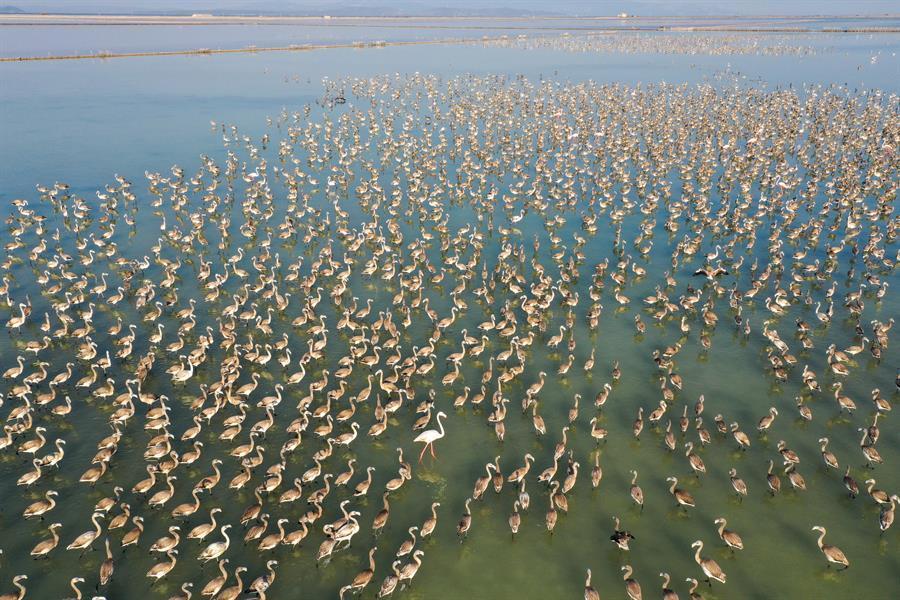 Flamingo chicks learn to fly in ‘natural nursery’