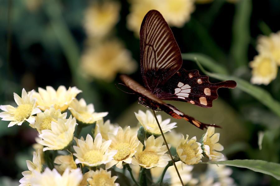 Elegant residents of Turkey’s Tropical Butterfly Garden