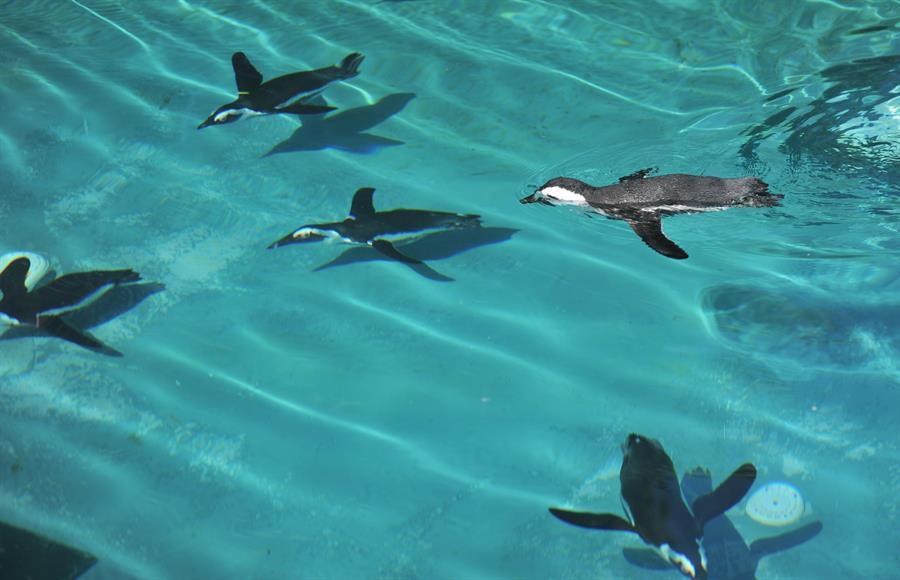 Penguins fed twice a day with fish in Bursa Zoo