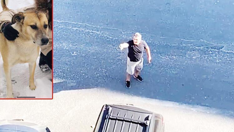 Brawl on stray dog in district sparked nationwide debate