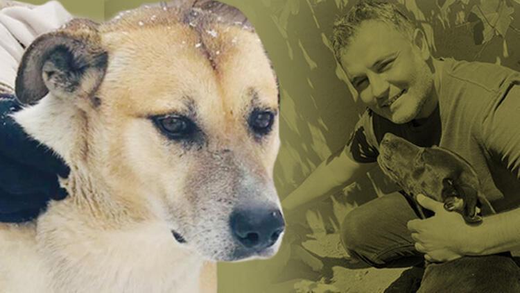 Stray dog to stay where he belongs following nationwide debate