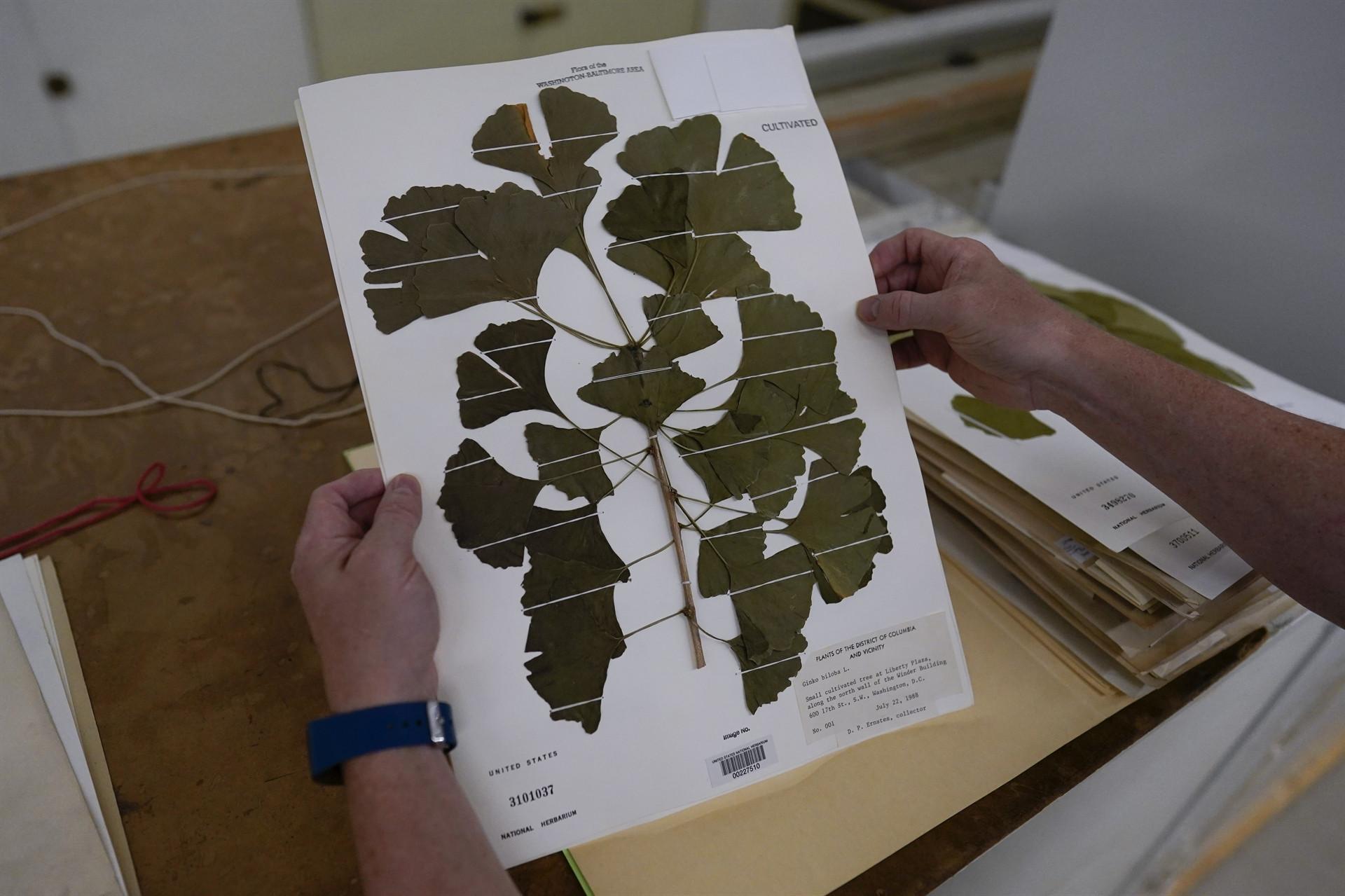 Fossil leaves may reveal climate in last era of dinosaurs