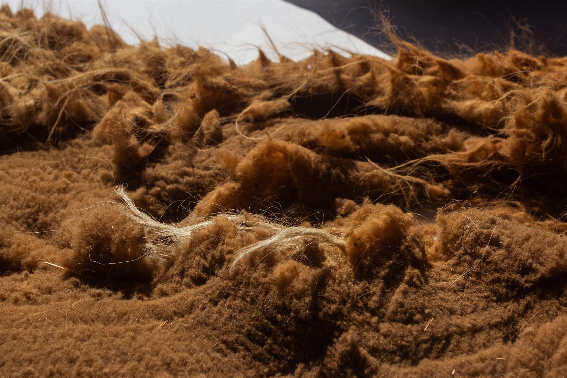 Ancient vicuna wool shearing tradition lives on in Peruvian Andes