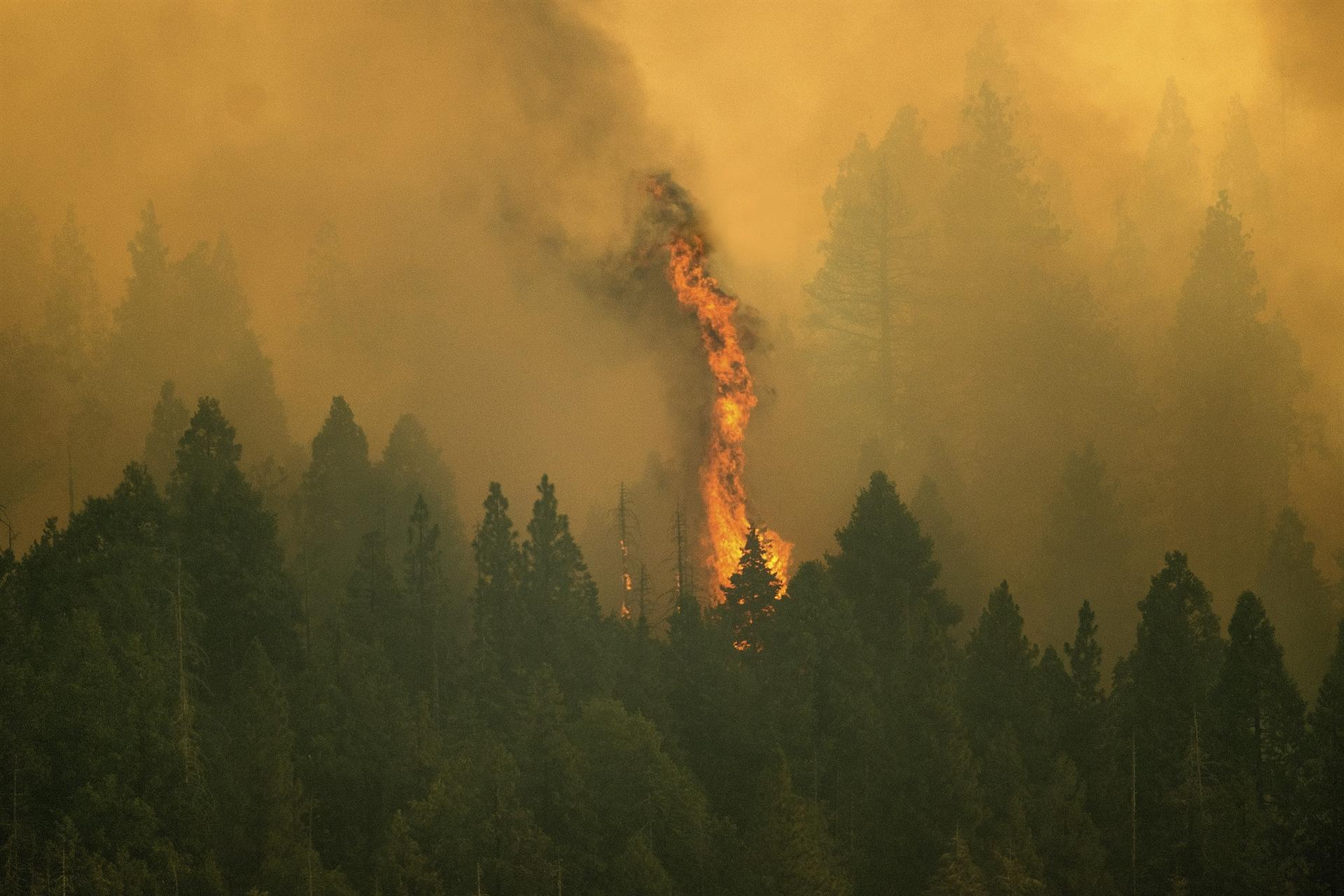 California wildfires threaten famous giant sequoia trees