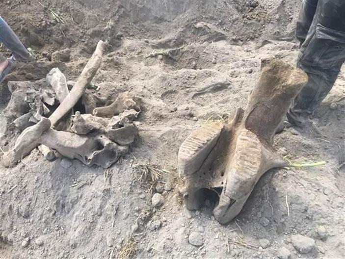 Elephant tusk dating back 17 mln years found in Turkey