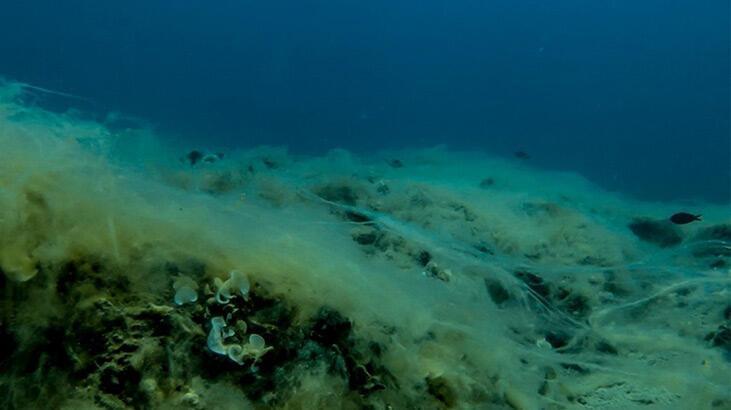 Eco-fishing opportunity that emerged after mucilage missed: Expert