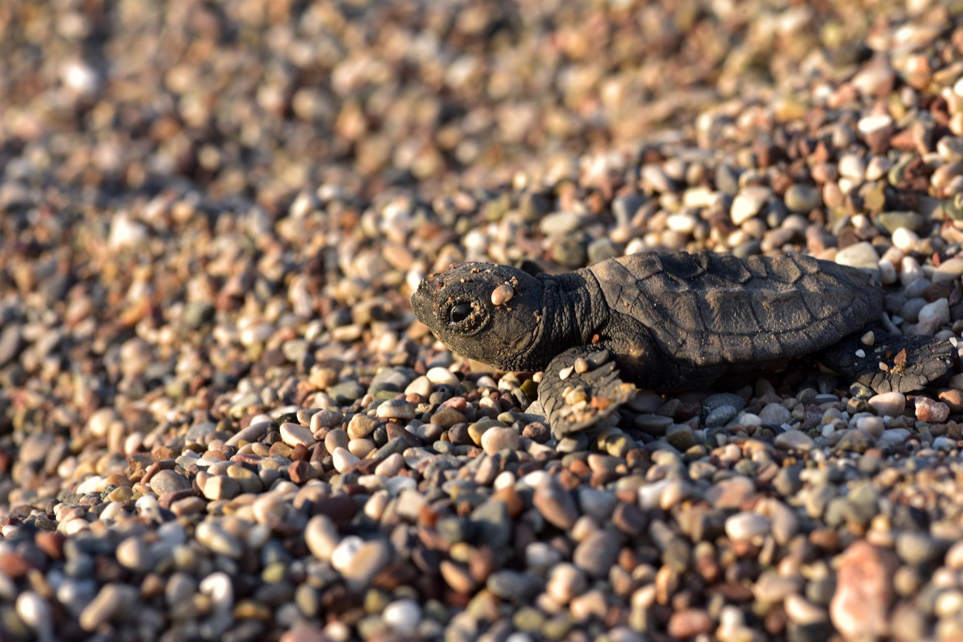 Hatching season of sea turtles over in renowned Çıralı Beach