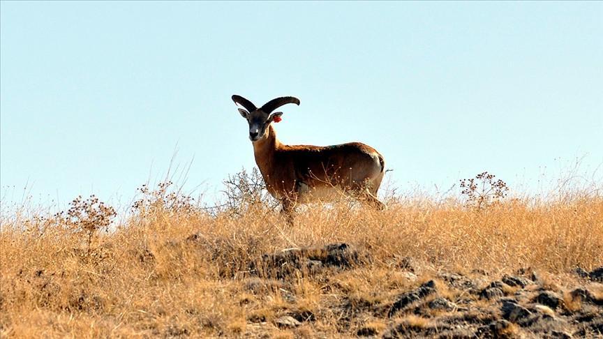 Number of endangered mountain sheep exceeds 1,000