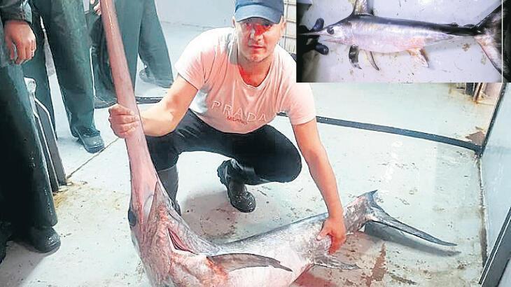 Swordfish caught in Istanbul Strait after 50 years