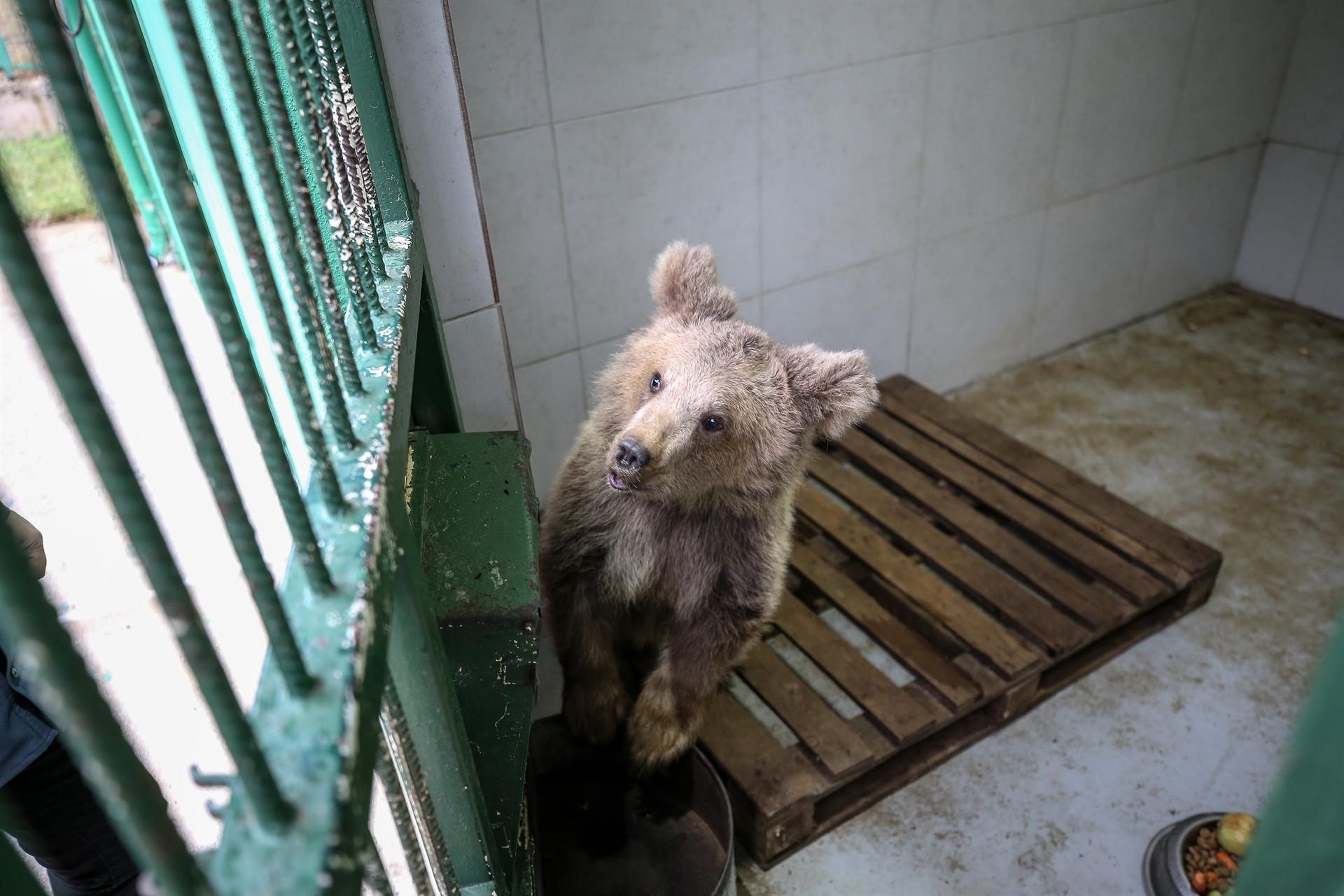 Bear cub gets window on world with help of vets