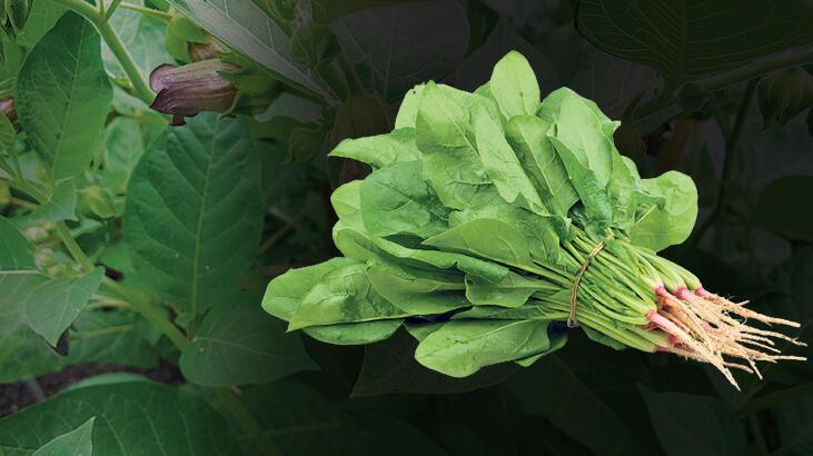 Debates on edibility of spinach reignited as season comes
