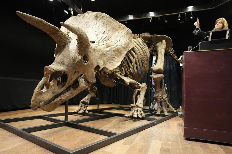 World’s biggest triceratops sells for $7.7 million in Paris