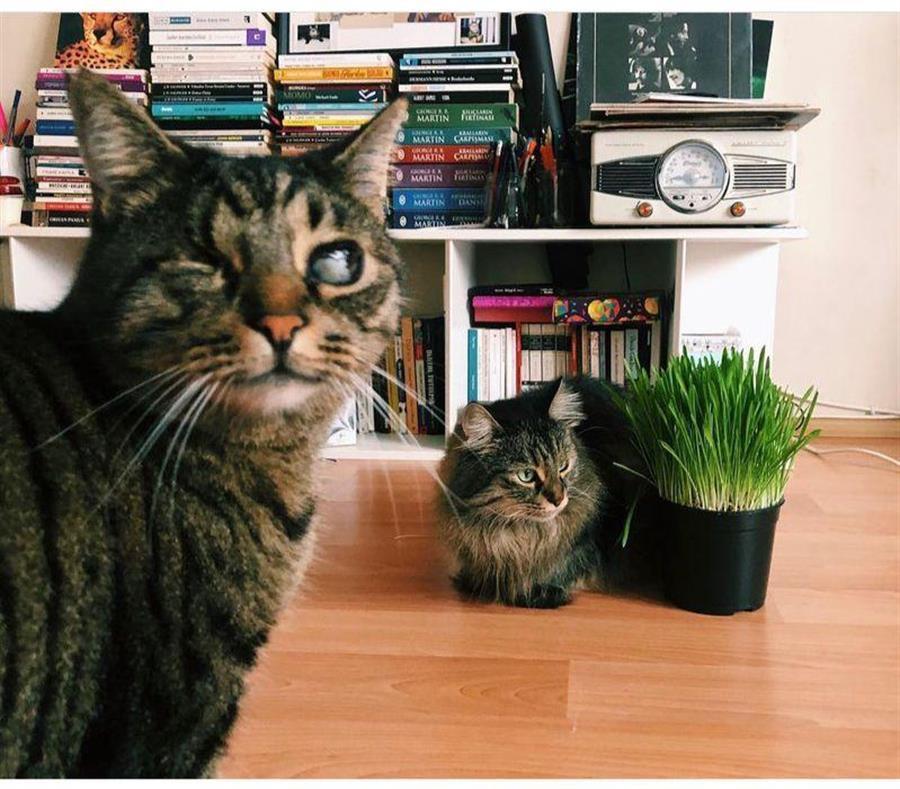Turkish court awards woman with custody of 2 cats in landmark verdict