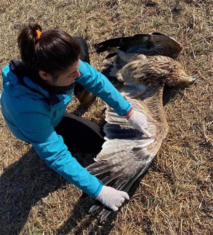 Endangered imperial eagle shot down in Ankara