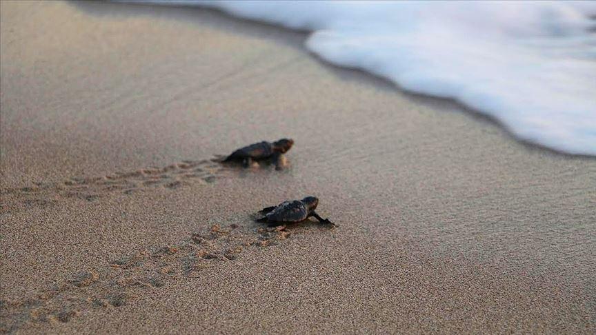Global warming forcing turtles to change migration routes: Official