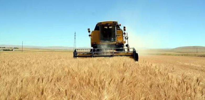 Grain yield in Turkey at risk due to drought: Experts