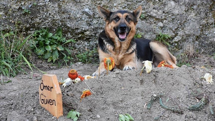 Loyal Turkish dog inseparable from late owner