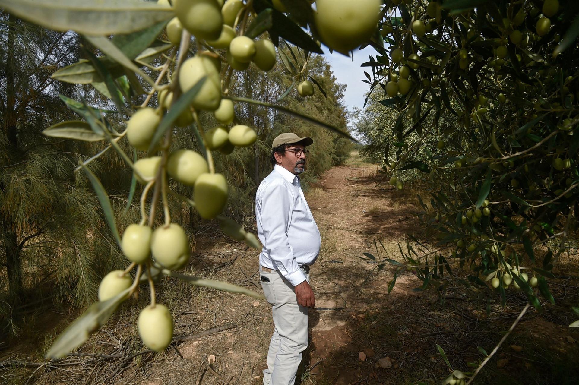 Algerian farmer’s olive oil wins global recognition