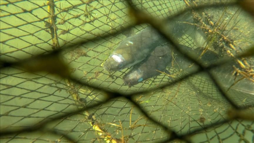 Eels travel from Mexico to Turkish waters to reproduce