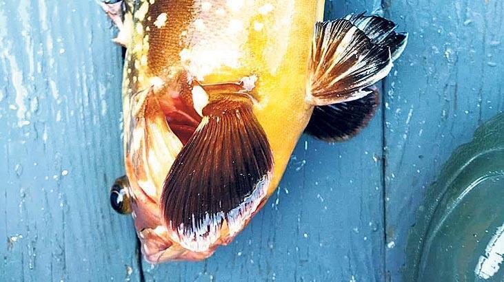 Endangered grouper spotted in Black Sea for first time