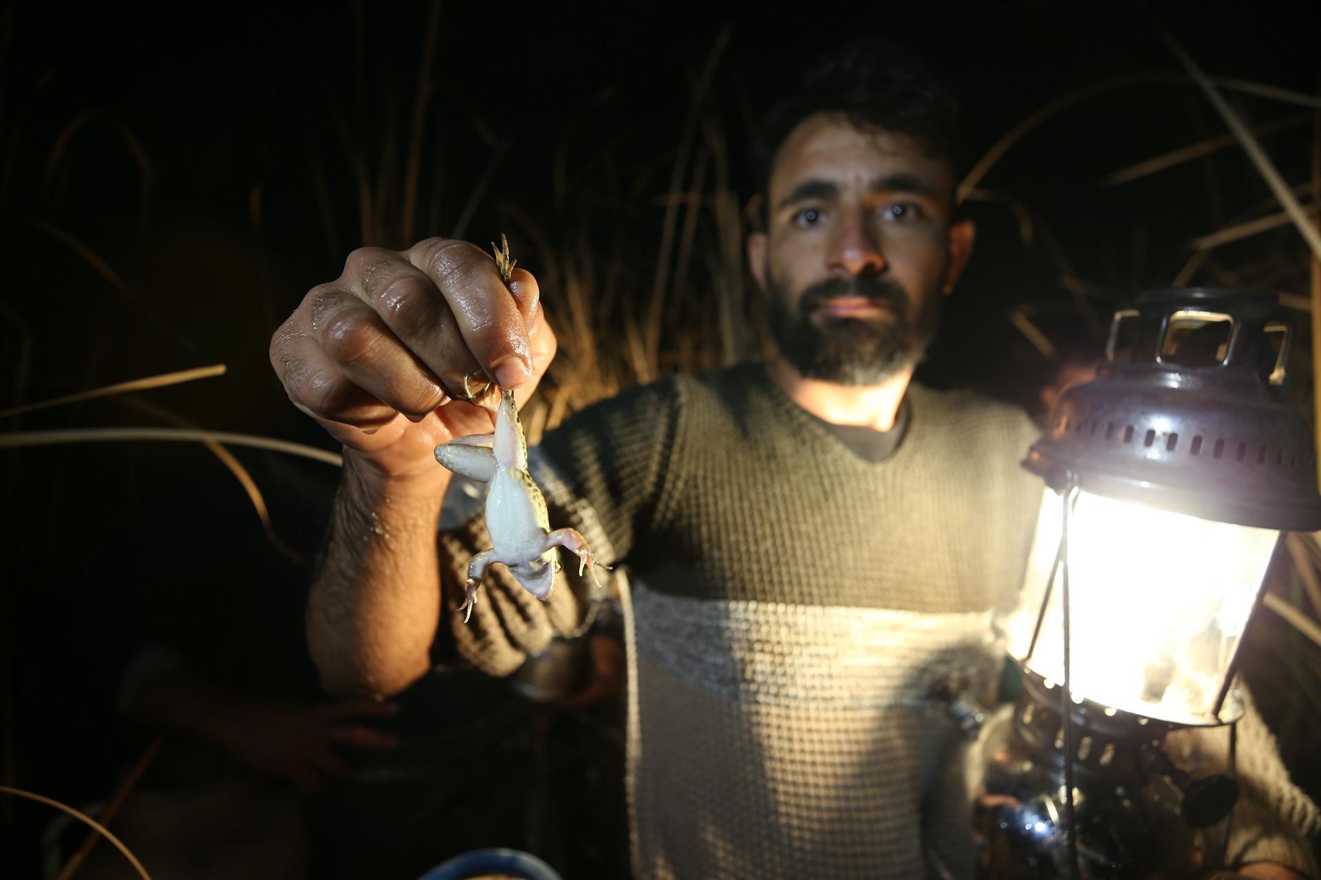Hunters catch bullfrogs to export to European countries