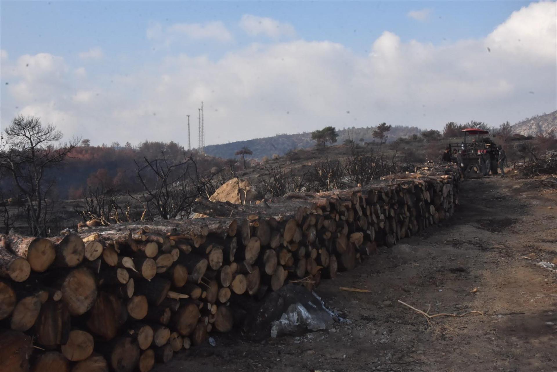 Cleaning of areas burned by wildfires in Muğla continues