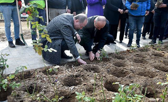 ‘Edirne rose’ brought from Bulgaria, planted in border city