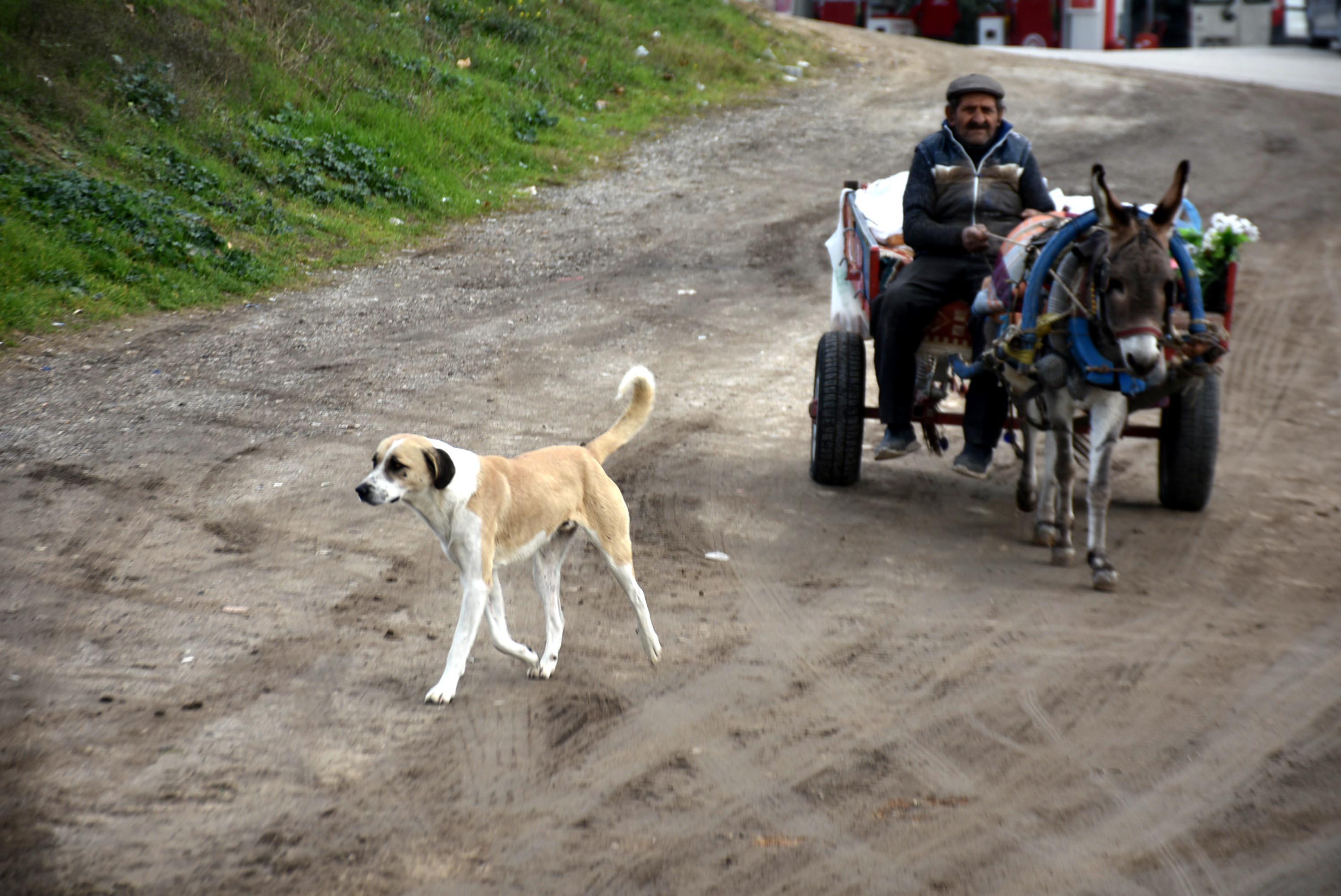 86-year-old man makes living by collecting scrap with his donkey, dog