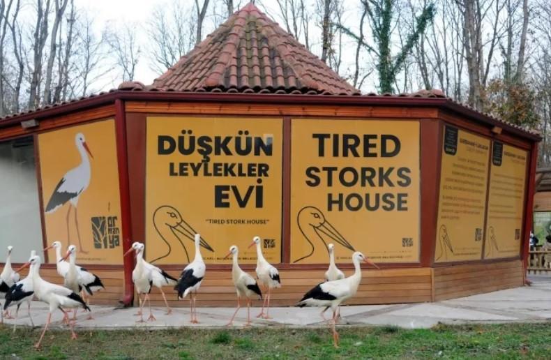 ‘Tired Storks House’ hosts storks unable to migrate