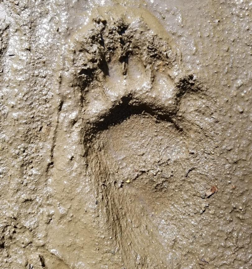 Fossil footprints puzzle scientists: Bear or ancient human