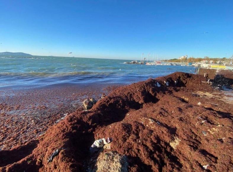 Red moss covers shores in Istanbul’s Anatolian side