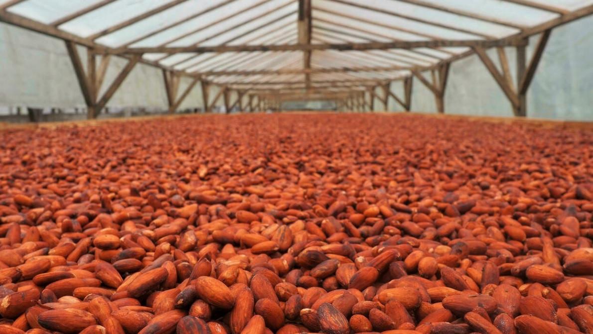 On Africa’s chocolate islands, cocoa producers target luxury market