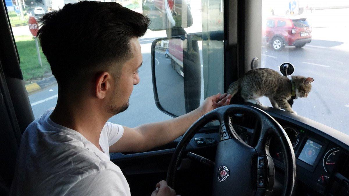 Kitten saved by lorry driver becomes internet sensation