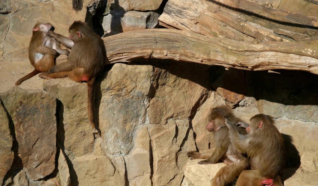 Baboons can reproduce social conventions to problem solve: Study
