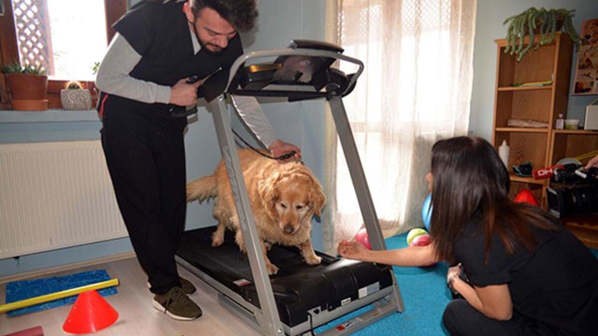 Obese dog Pasha loses 31 kg in 3 years with exercises