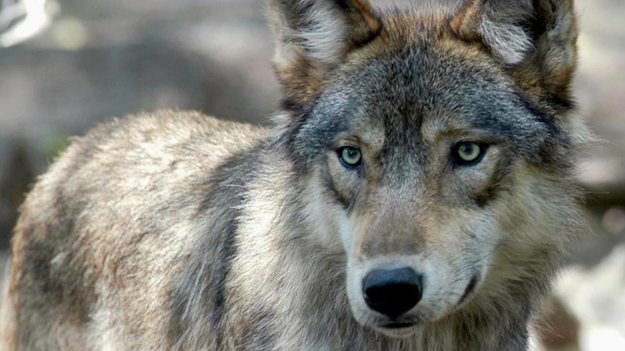 French zoo shut after pack of wolves escape