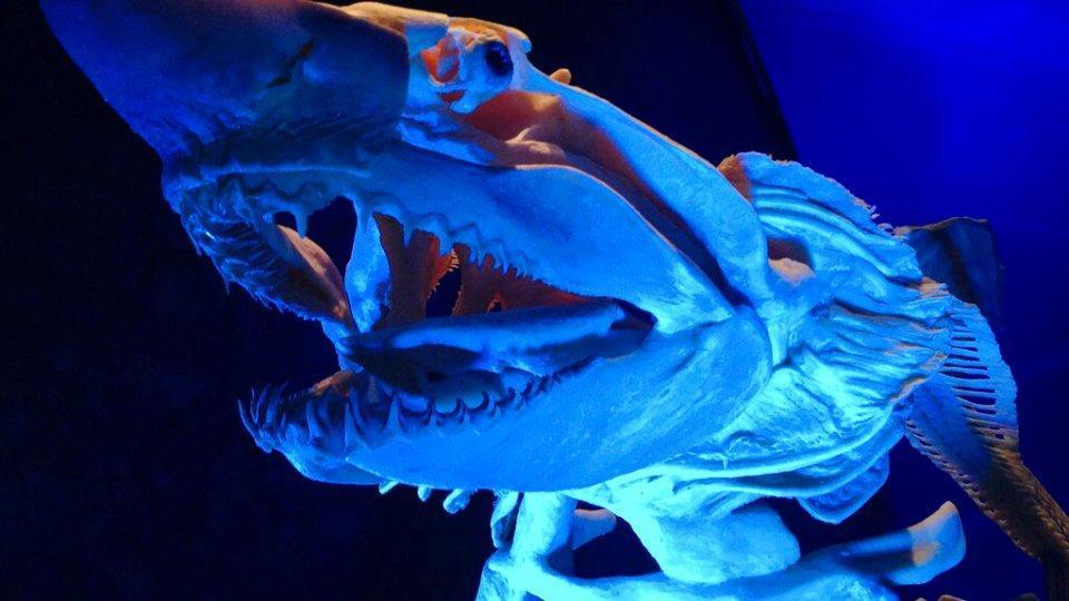 Extinct shark named after LSU museum official as she retires