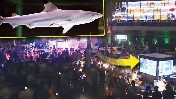 Animal lovers slam nightclub for keeping giant shark in small tank