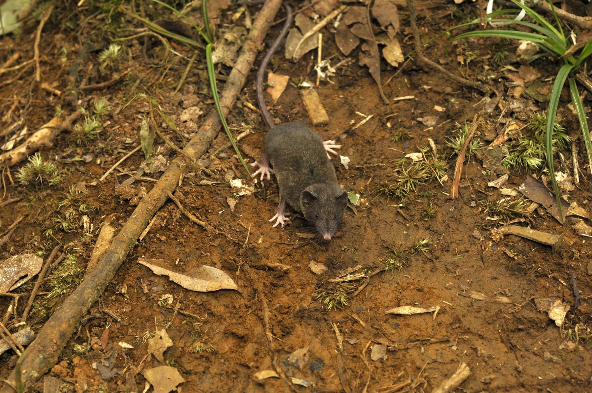 Researchers identfy 14 new shrew species