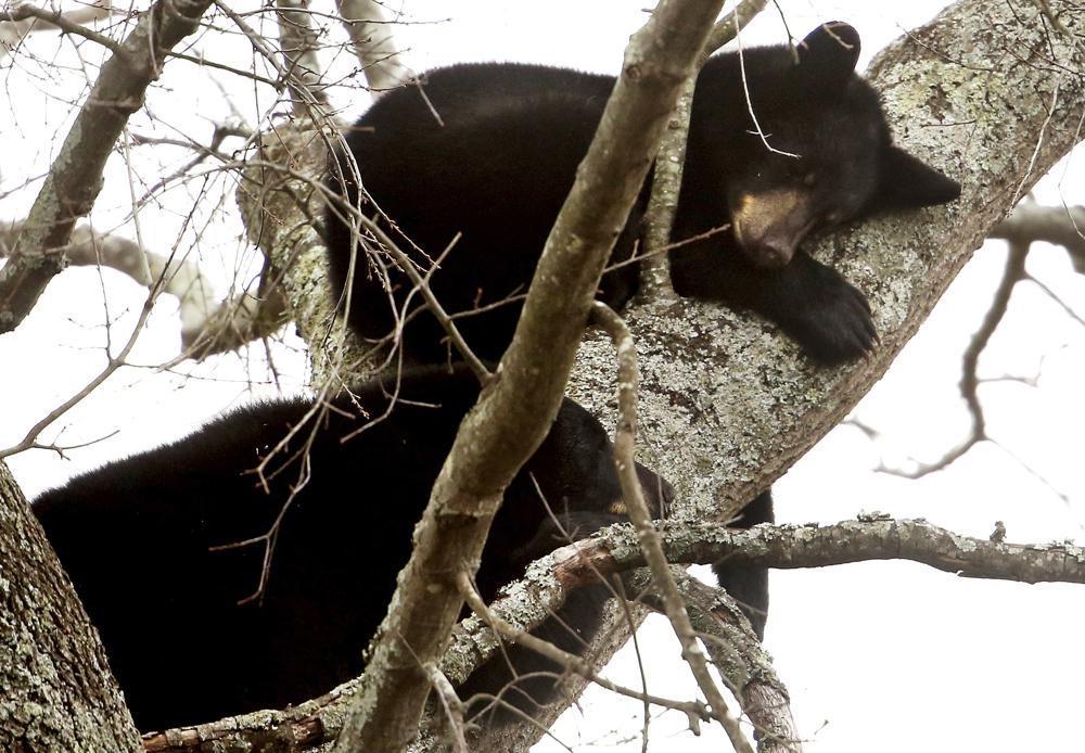 Mama bear, cubs spotted napping in tree
