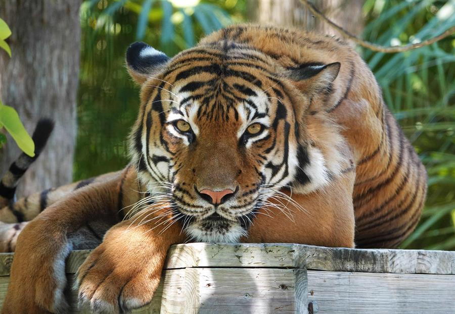 Tiger shot dead after biting worker’s arm at Florida zoo