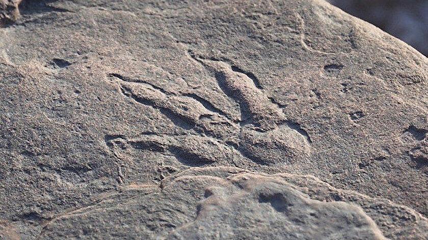 Dinosaur footprints dating back 200 million years