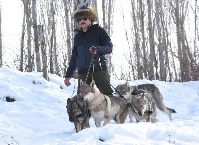 Man tours streets with rare ‘wolf-looking dogs’