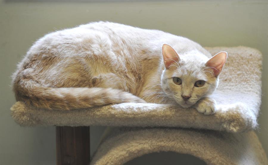 Rescues help owners find pets’ next home