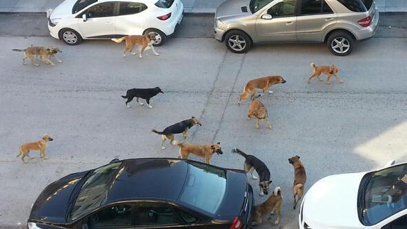 Over 12,000 ‘dangerous dogs’ registered across Turkey