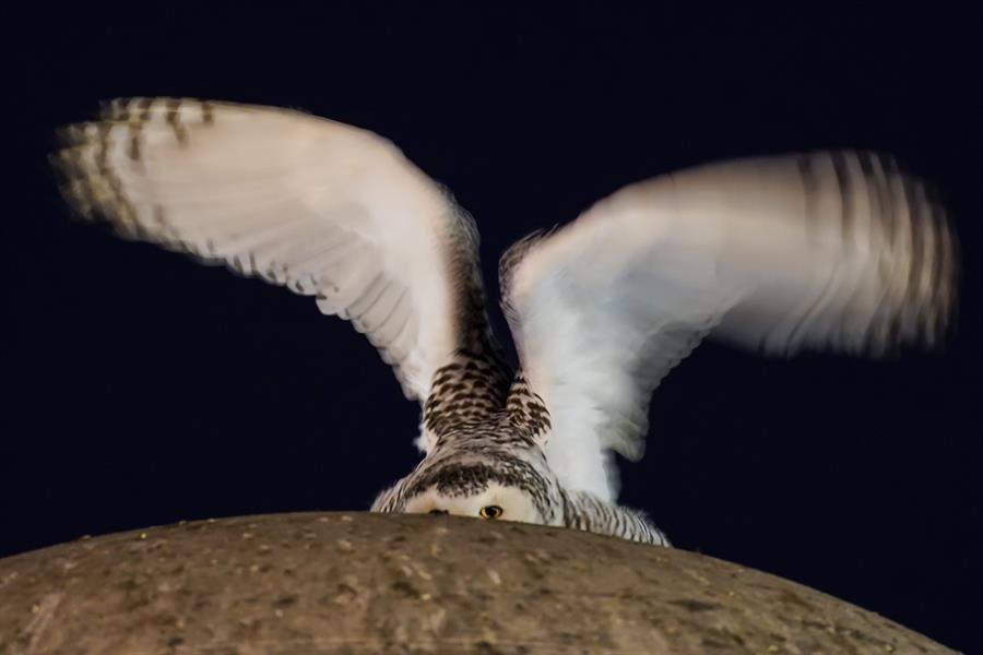 Birdwatchers flock for glimpse of snowy owl in US capital