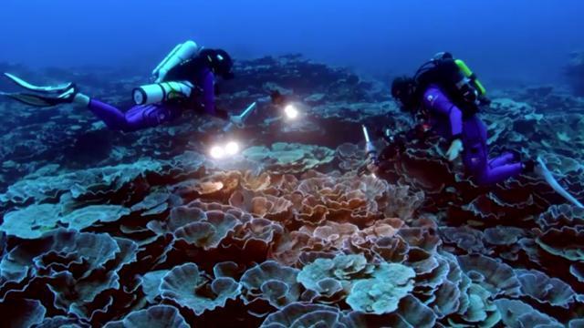 Remarkable’ giant coral reef found off Tahiti