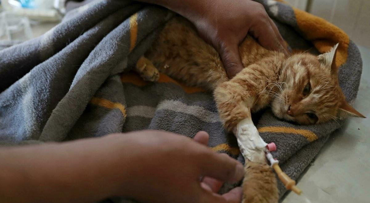Stray animals find solace at Iraq animal shelter